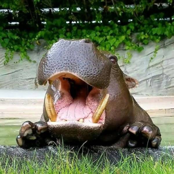 This Hippo Is Absolutely Adorable!