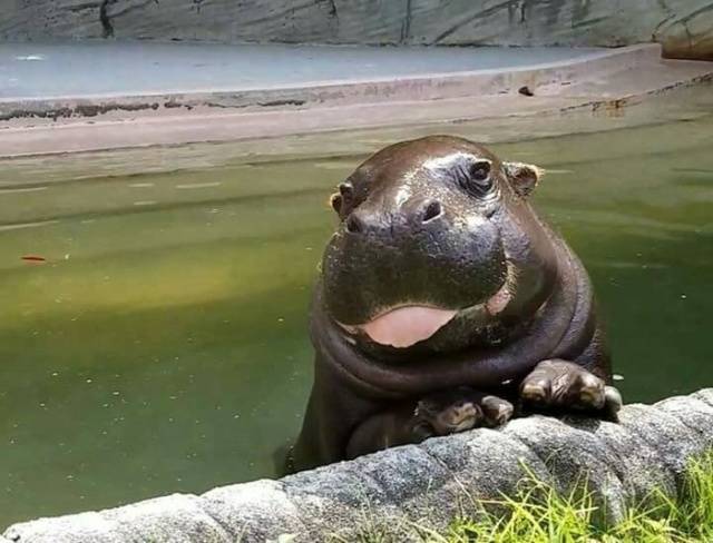 This Hippo Is Absolutely Adorable!