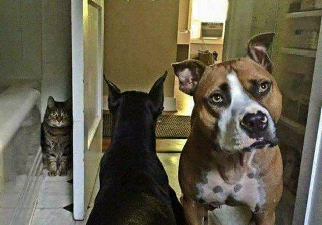 Daily Picdump