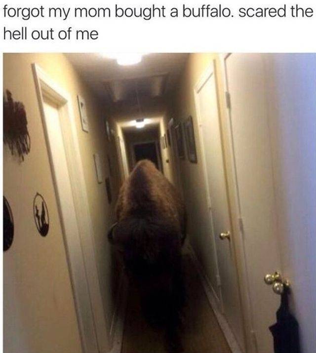 Daily Picdump