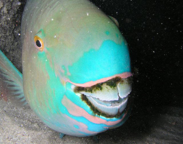 Daily Picdump