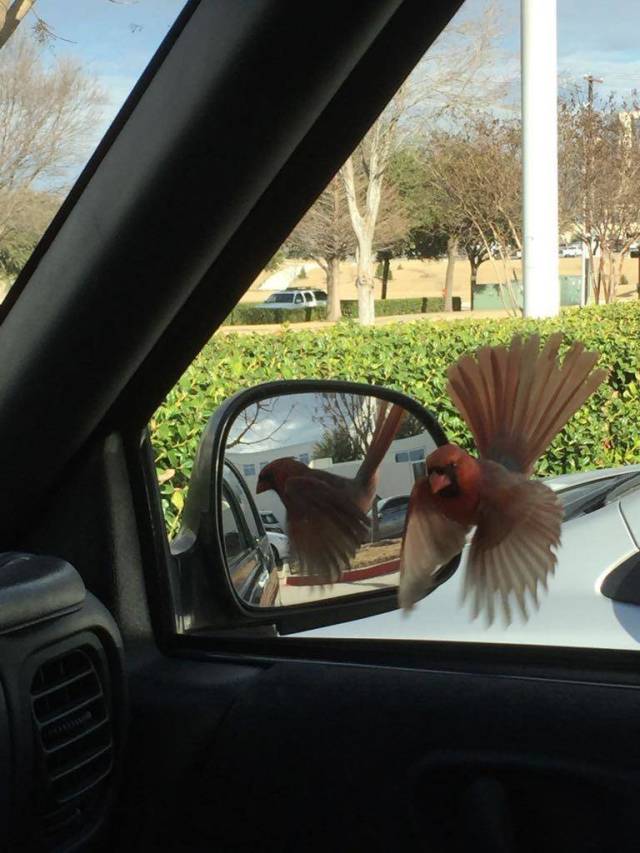 Daily Picdump