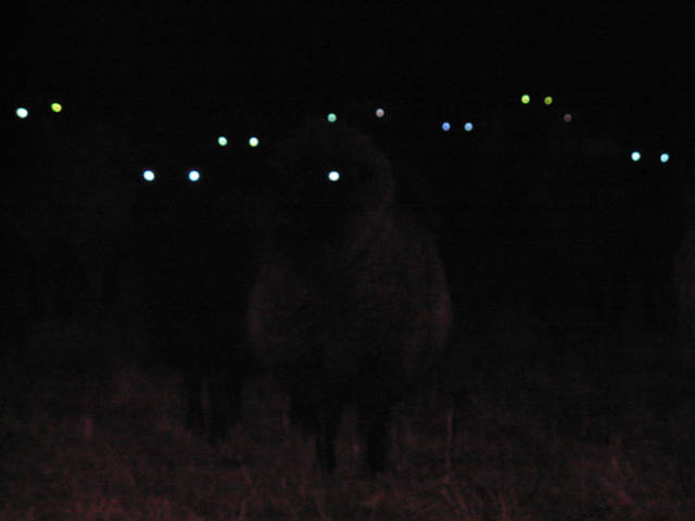 Sheep Are Hella Creepy At Night