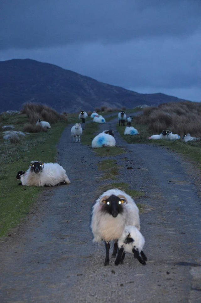 Sheep Are Hella Creepy At Night