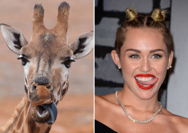 Looks Like Every Celebrity Has Their Animal Doppelgänger