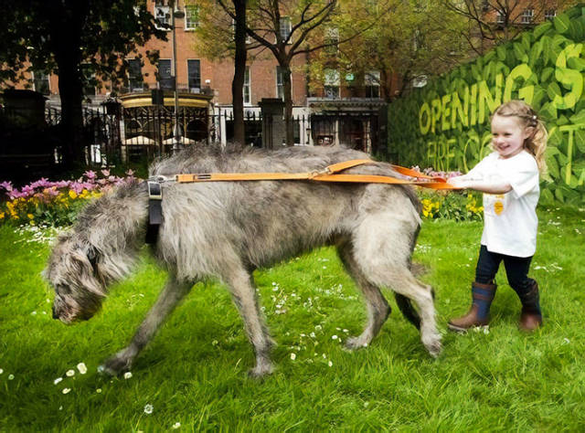 Irish Wolfhounds Are Both Funny And Incredibly LARGE