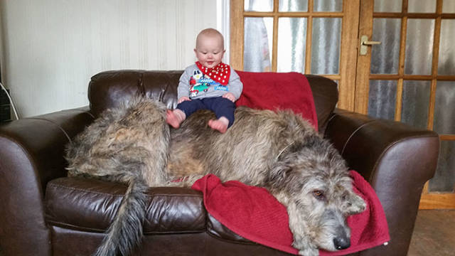 Irish Wolfhounds Are Both Funny And Incredibly LARGE