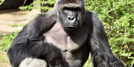 Who And What Really Needs To Be Immortalized In The Form Of A Statue Who And What Really Needs To Be Immortalized In The Form Of A Statue