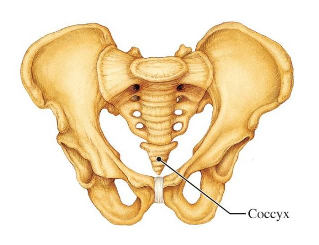 Our Bodies Are Full Of Useless Stuff That Evolution Left Behind