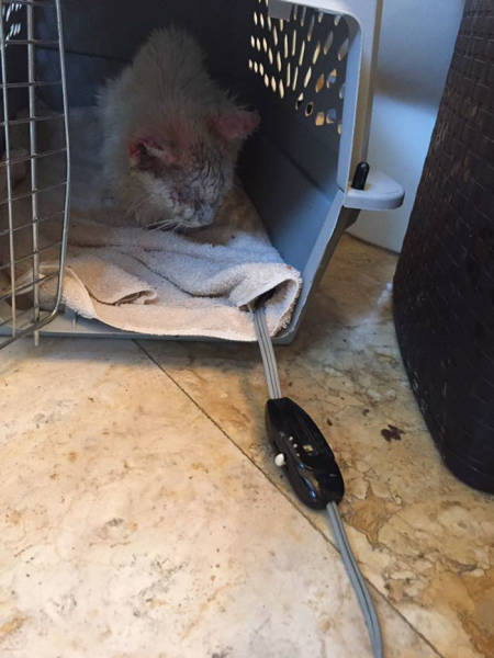 This Cat Wasn’t Actually Blind!