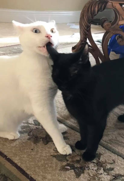 This Cat Wasn’t Actually Blind!