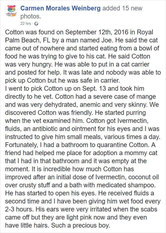 This Cat Wasn’t Actually Blind! This Cat Wasn’t Actually Blind!