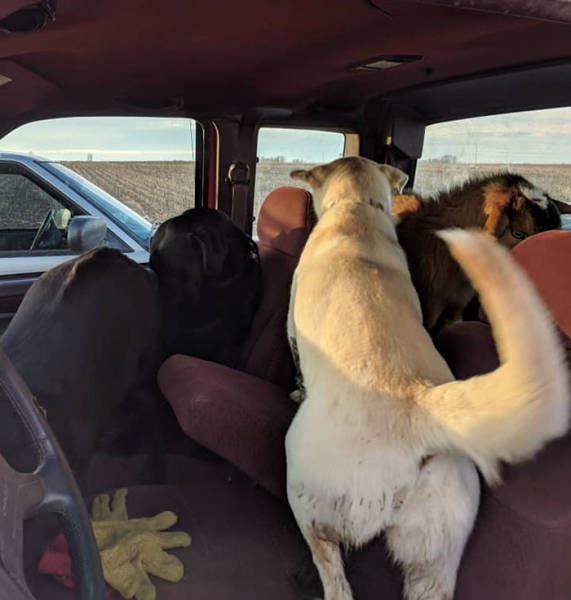 This Dog Has Found Himself Some Very Unusual Friends!