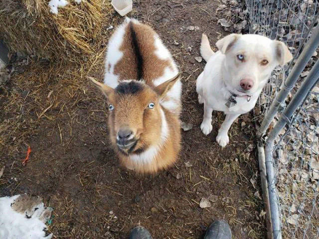 This Dog Has Found Himself Some Very Unusual Friends!