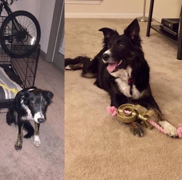 Injured Rescued Animals Before and After Adoption