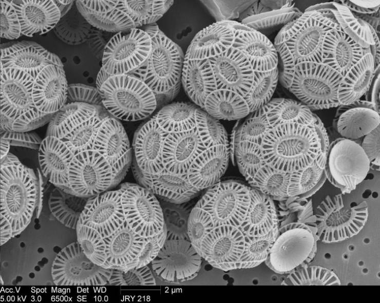 There Is Another World On The Other Side Of The Microscope’s Lenses