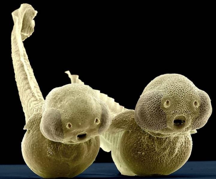 There Is Another World On The Other Side Of The Microscope’s Lenses