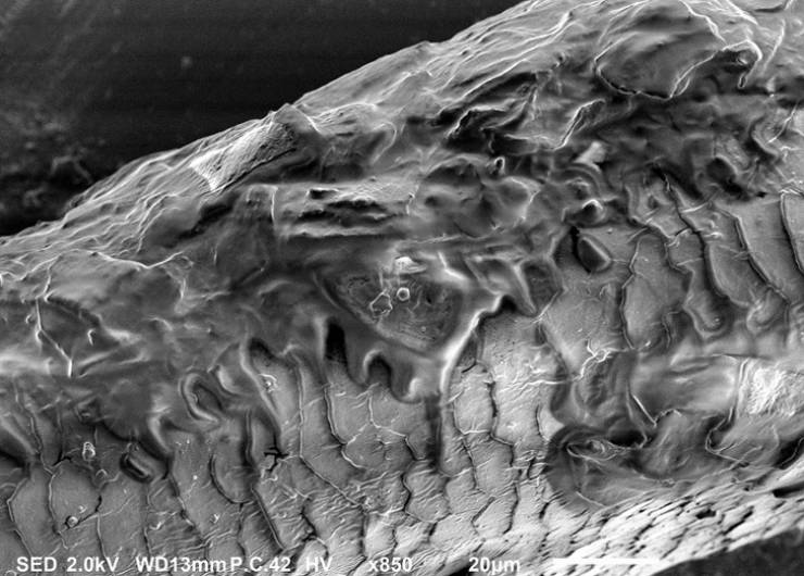 There Is Another World On The Other Side Of The Microscope’s Lenses