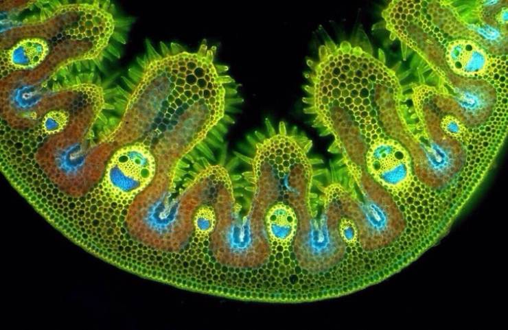 There Is Another World On The Other Side Of The Microscope’s Lenses