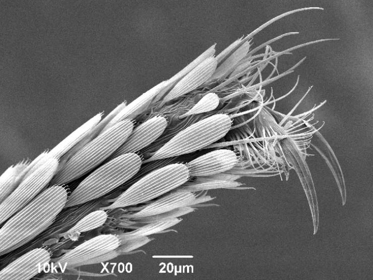 There Is Another World On The Other Side Of The Microscope’s Lenses
