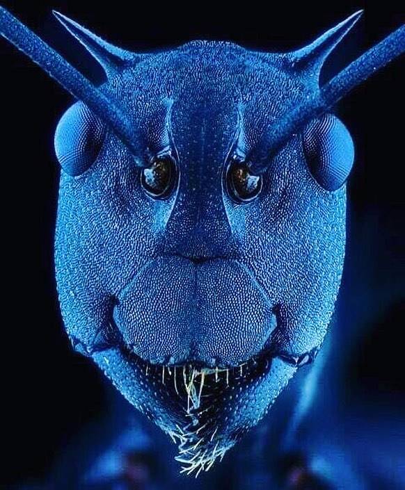 There Is Another World On The Other Side Of The Microscope’s Lenses