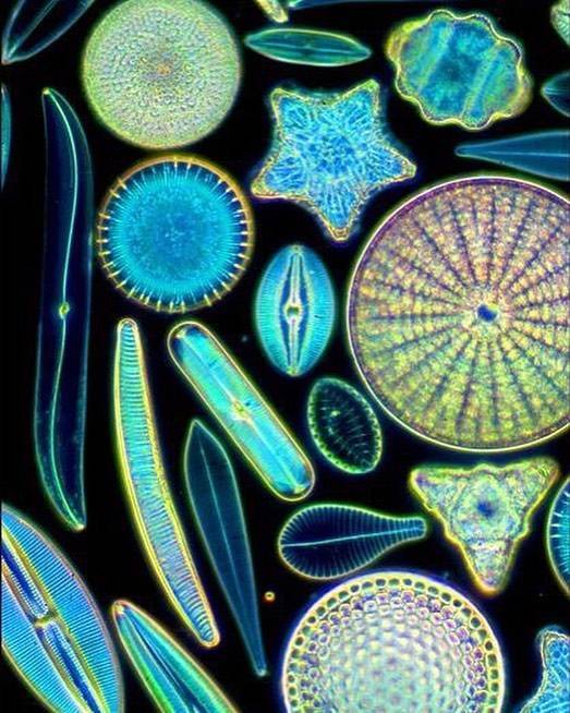 There Is Another World On The Other Side Of The Microscope’s Lenses
