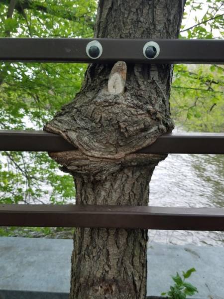 Trees LOVE Swallowing Stuff!