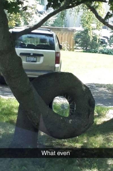 Trees LOVE Swallowing Stuff!