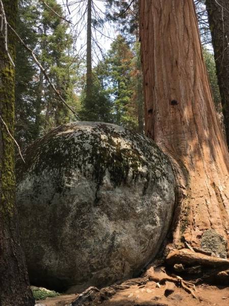 Trees LOVE Swallowing Stuff!