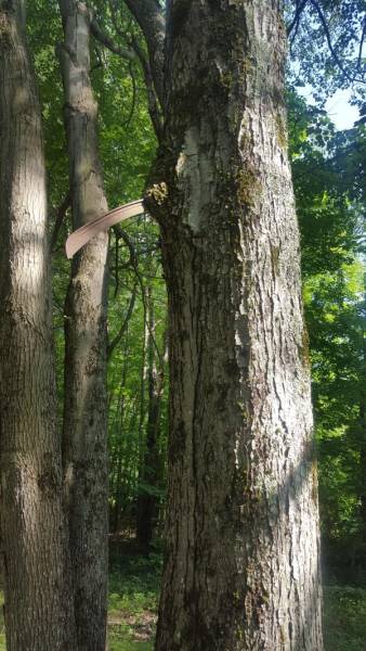 Trees LOVE Swallowing Stuff!