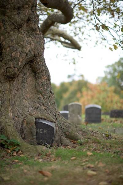 Trees LOVE Swallowing Stuff!