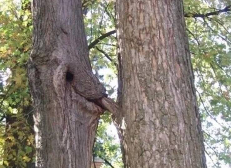 Trees LOVE Swallowing Stuff!