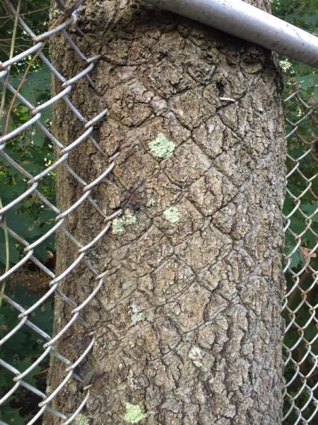 Trees LOVE Swallowing Stuff!