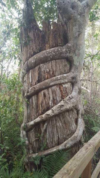 Trees LOVE Swallowing Stuff!