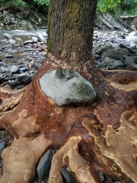 Trees LOVE Swallowing Stuff!