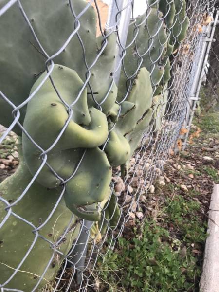 Trees LOVE Swallowing Stuff!