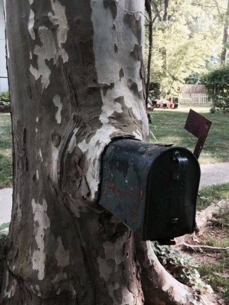 Trees LOVE Swallowing Stuff!