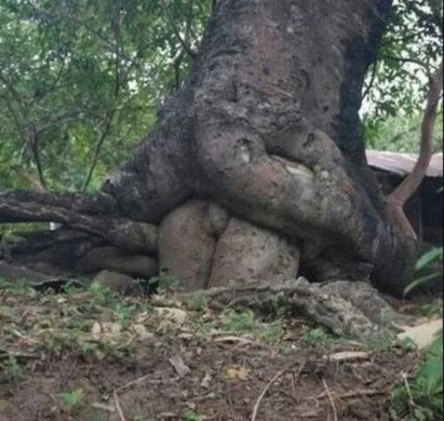 Trees LOVE Swallowing Stuff!