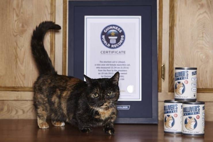 These Are Some Of The Strangest Records From The Guinness World Records