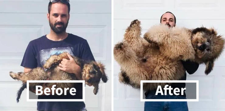 Dogs Grow Up So Fast, Especially Compared To Their Owners!