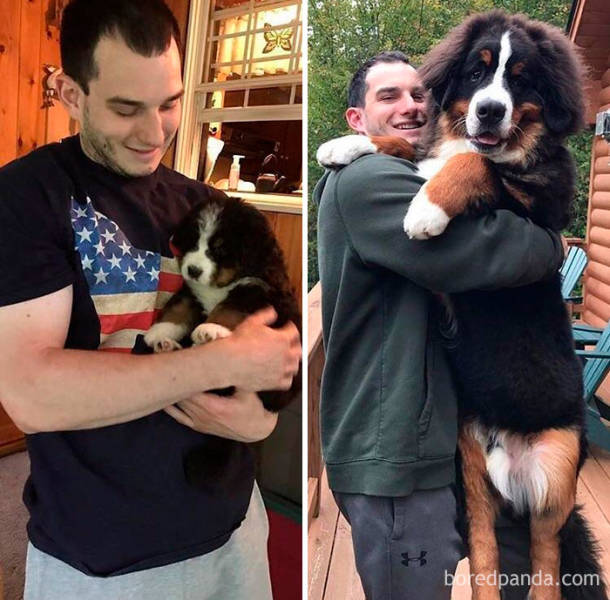 Dogs Grow Up So Fast, Especially Compared To Their Owners!