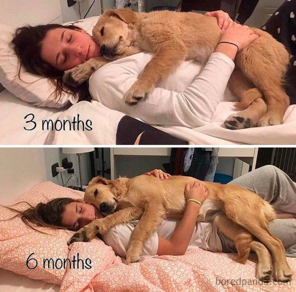 Dogs Grow Up So Fast, Especially Compared To Their Owners!