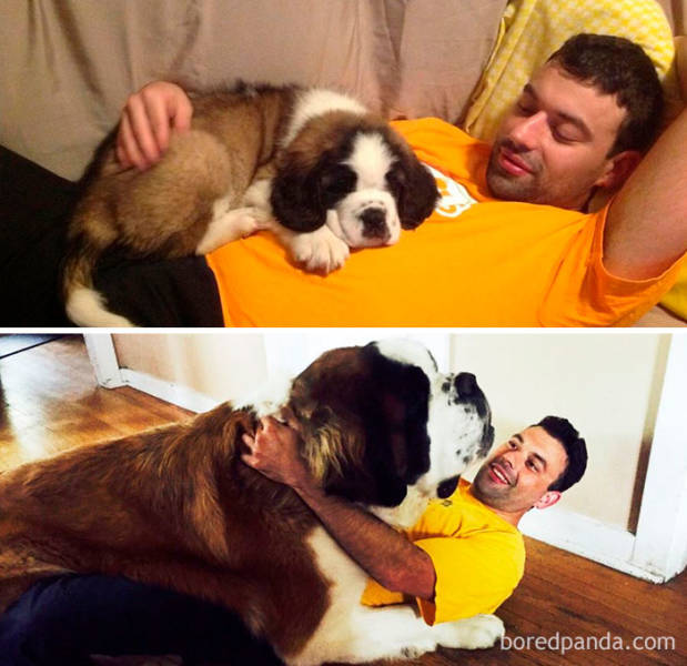 Dogs Grow Up So Fast, Especially Compared To Their Owners!