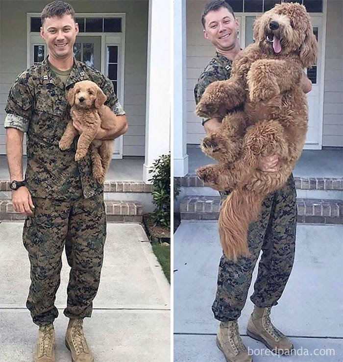 Dogs Grow Up So Fast, Especially Compared To Their Owners!