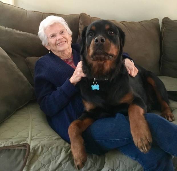 Pets Will Make Sure You Are Never Bored