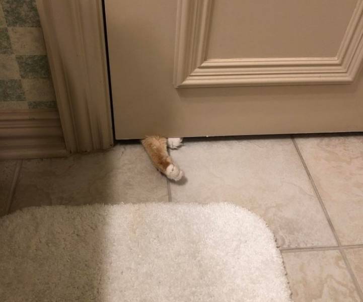 Pets Will Make Sure You Are Never Bored