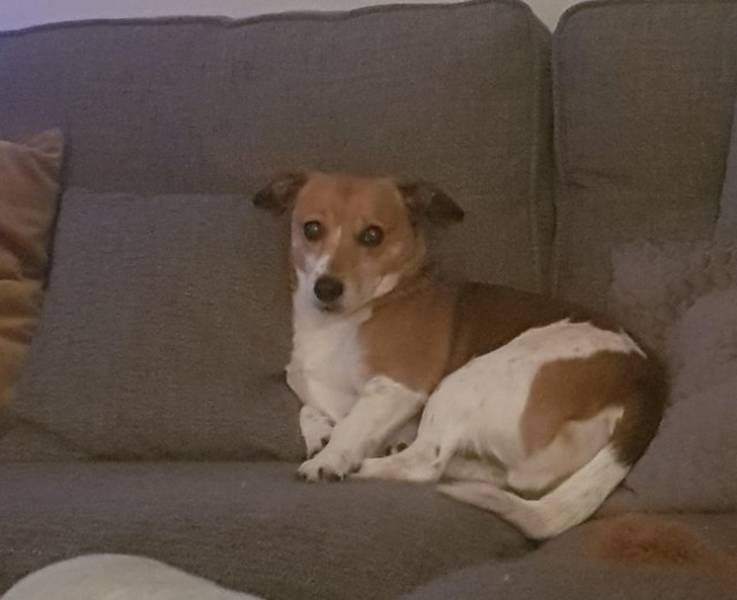 Pets Will Make Sure You Are Never Bored