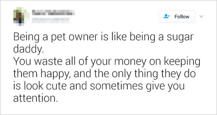 Pets Will Make Sure You Are Never Bored