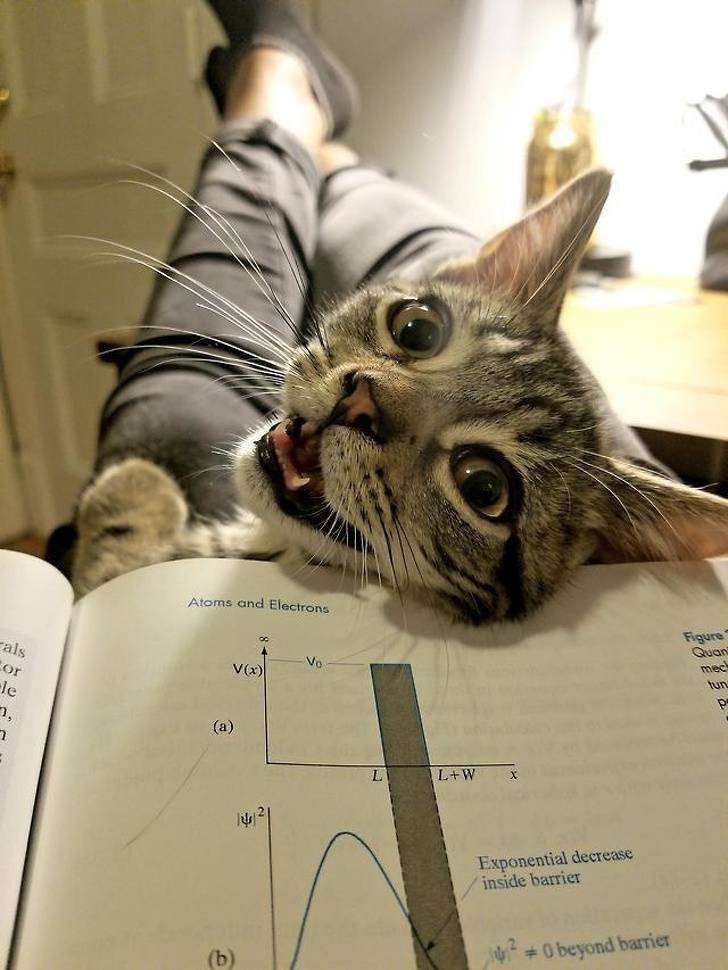 Pets Will Make Sure You Are Never Bored