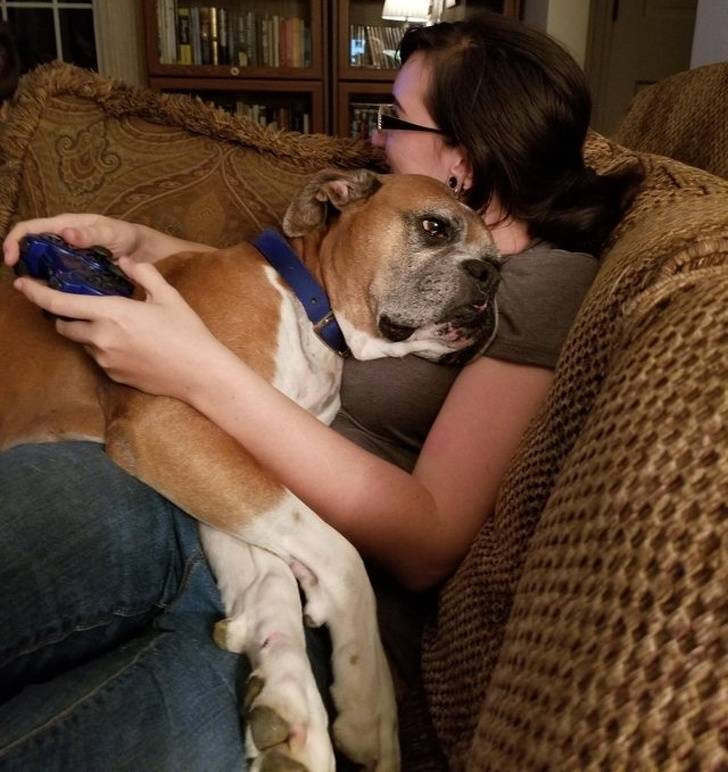 Pets Will Make Sure You Are Never Bored